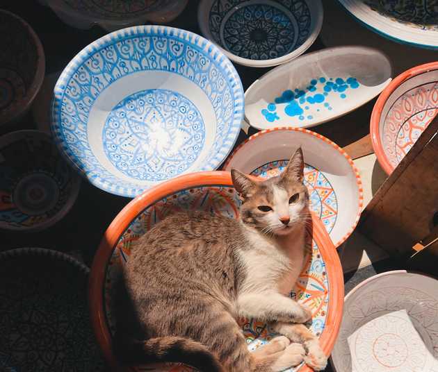 A striped cat curled up in a ceramic plate on a sunny day in Matera, Italy.